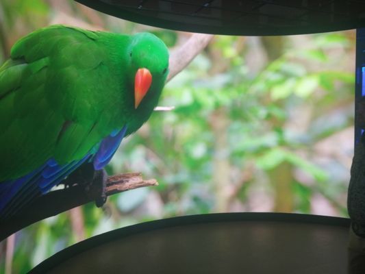 Aluminiowa szafa P5 z wyświetlaczem LED o stałym montażu do serwisowania z tyłu i możliwością dostosowania